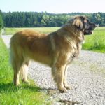 Roxy mit 26 Monaten unterwegs